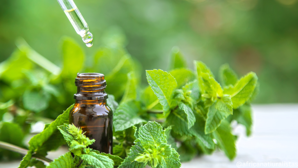 Peppermint leaves and peppermint oil 